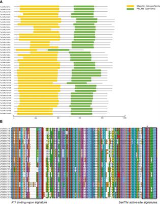 Genome wide characterization and expression analysis of CrRLK1L gene family in wheat unravels their roles in development and stress-specific responses